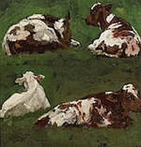 Studio di mucche